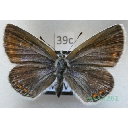 Polyommatus icarus (Rottemburg, 1775) female Modraszek ikar Czech39c